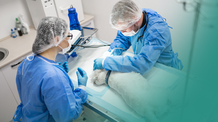 The future of veterinary care is visual — and your practice can lead the way.